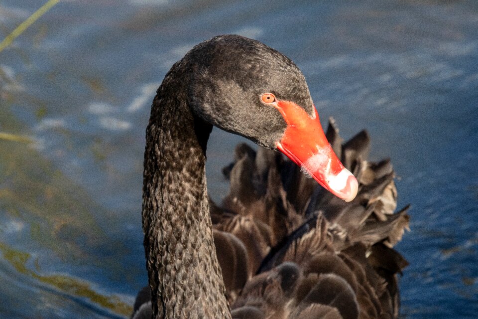 Wildlife nature water