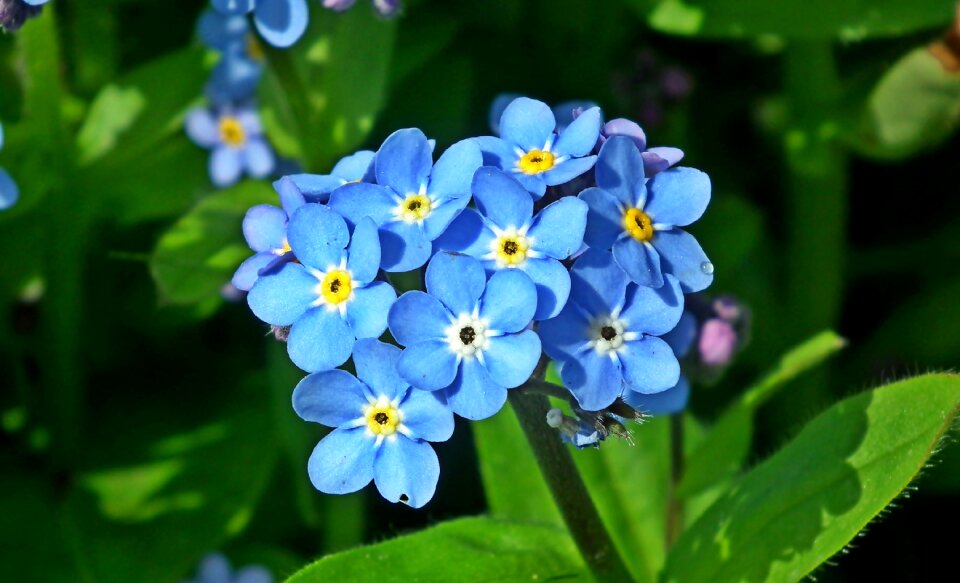 Garden spring nature