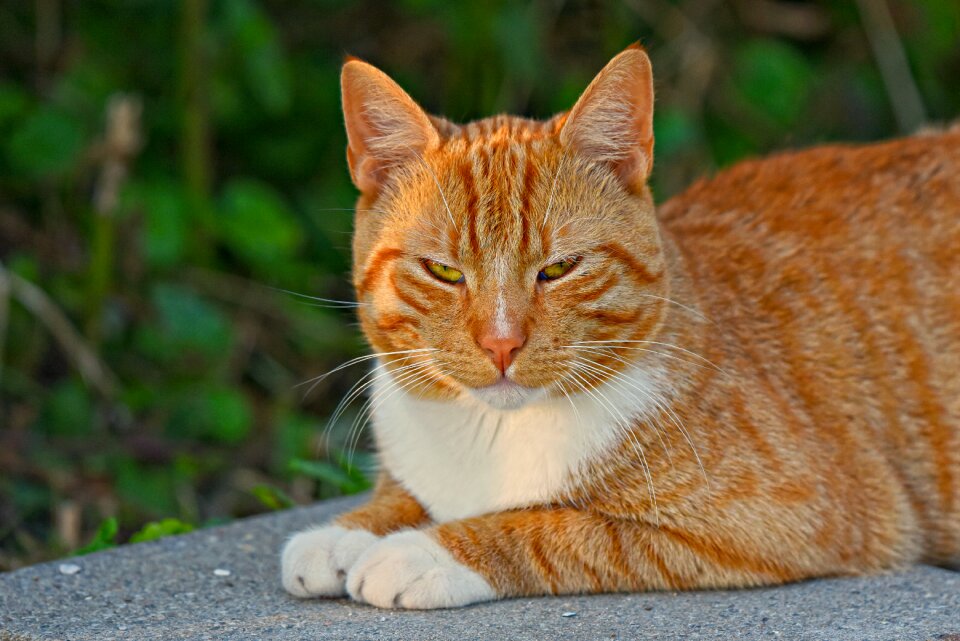 Tabby animal mammal
