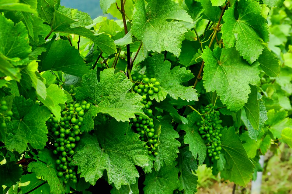 Vineyard grapes spring