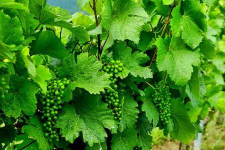 Vineyard grapes spring
