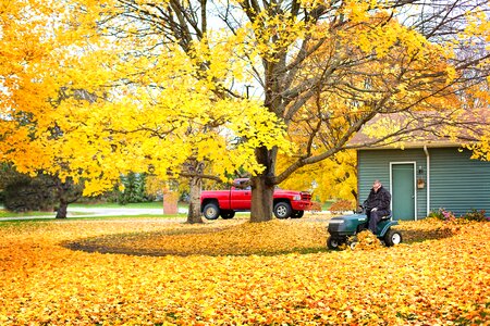Raking plowing leaves autumn