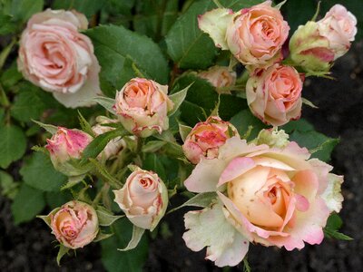 Tender rose delicate flowers garden