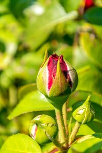 Blossom bloom plant photo