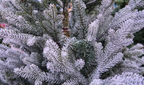 Christmas green white
