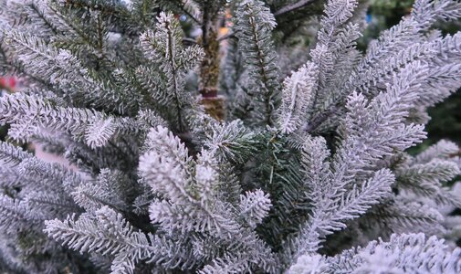 Christmas green white photo