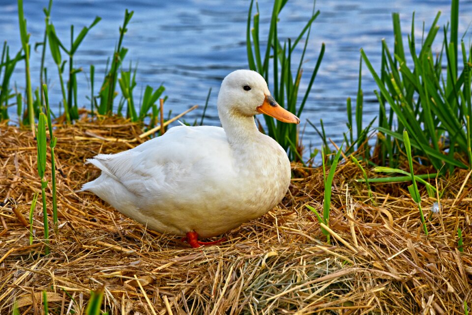 Water bird waterfowl animal