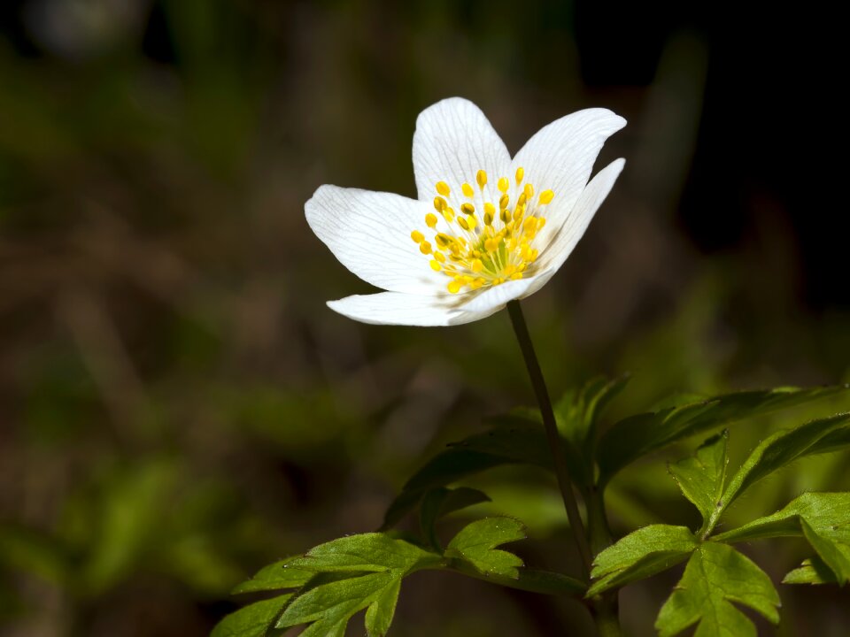 Flower leaf anemones
