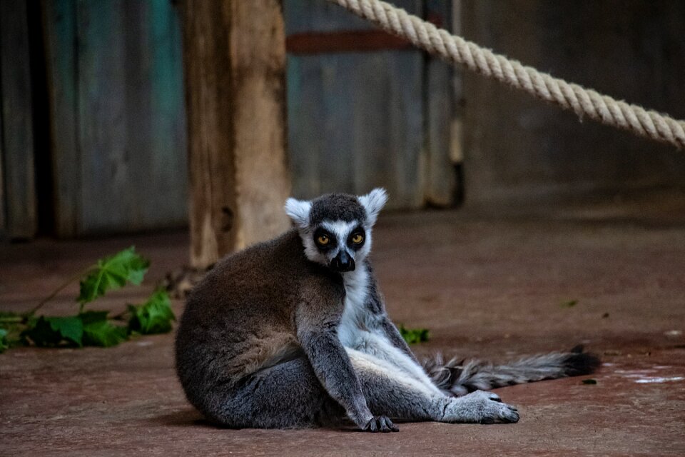 Madagascar ape curious