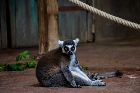 Madagascar ape curious