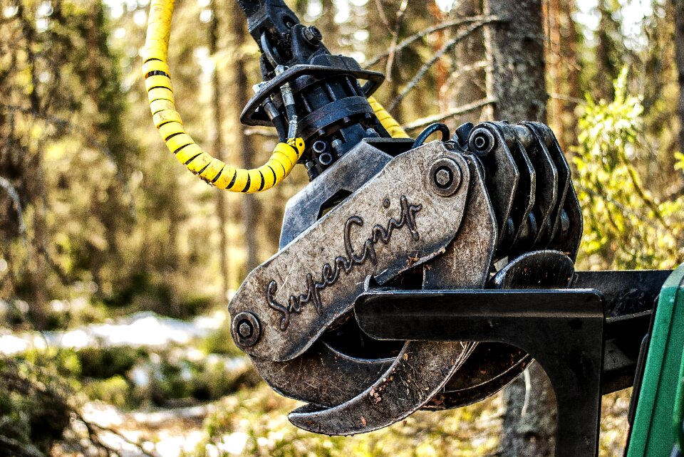 Finnish in the woods tree