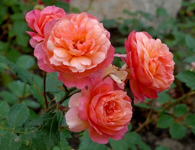 Variegated rose summer flowers summer