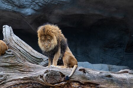 Africa dangerous pride