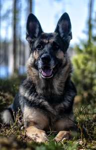 Dog german shepherd forest photo