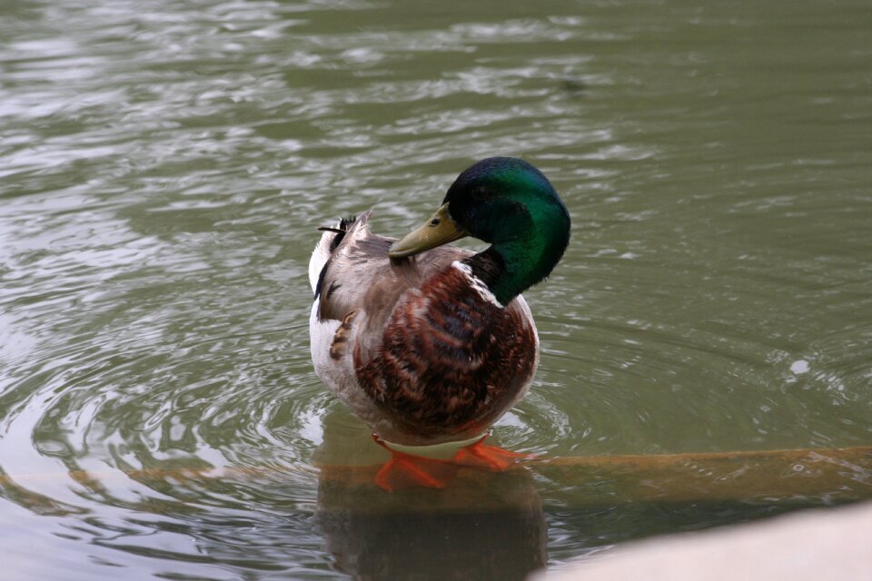 Animal clean nature
