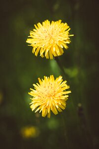 Nature pointed flower close up