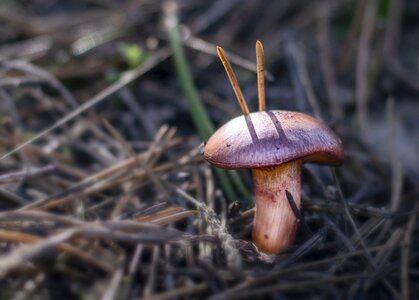Autumn forest fungi