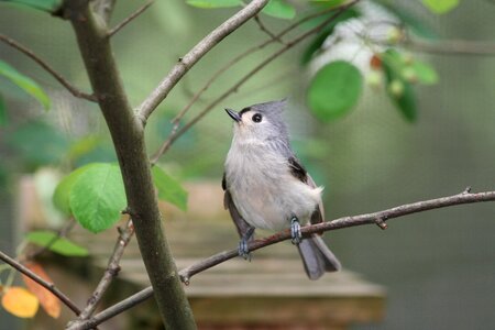 Branch animal nature photo