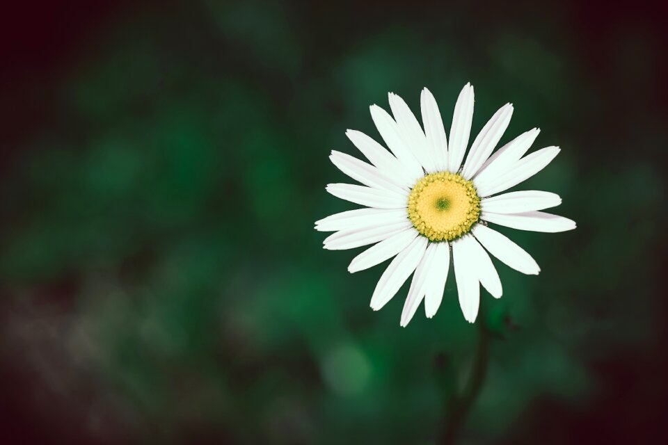 White flower blossom bloom