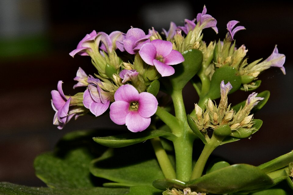 Sheet garden flowering