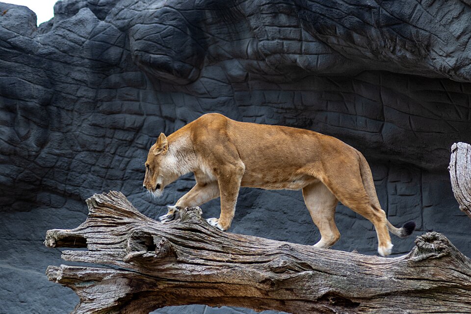 Big cat africa dangerous photo