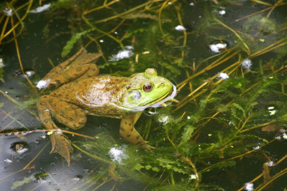 Amphibian nature water