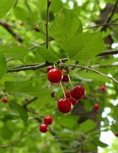 Food tasty ripe