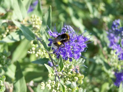 Bumble bee insect bluebeard flower photo