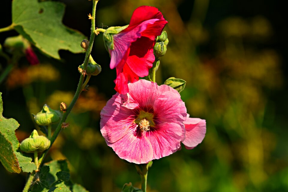 Bloom pink garden