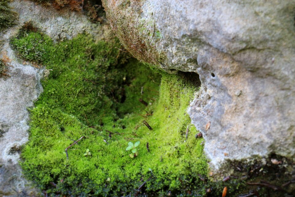 Nature fouling bemoost