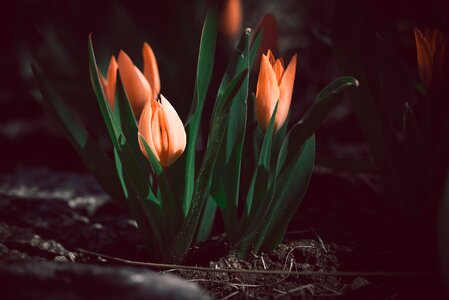 Orange tulips orange orange flowers