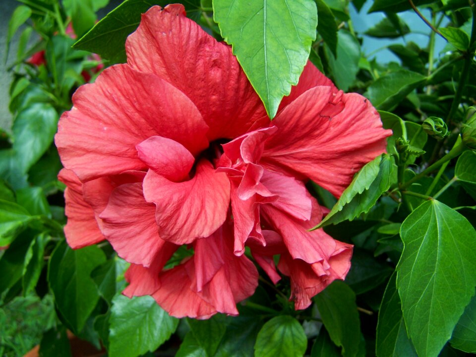 Hibiscus hollyhock exotic
