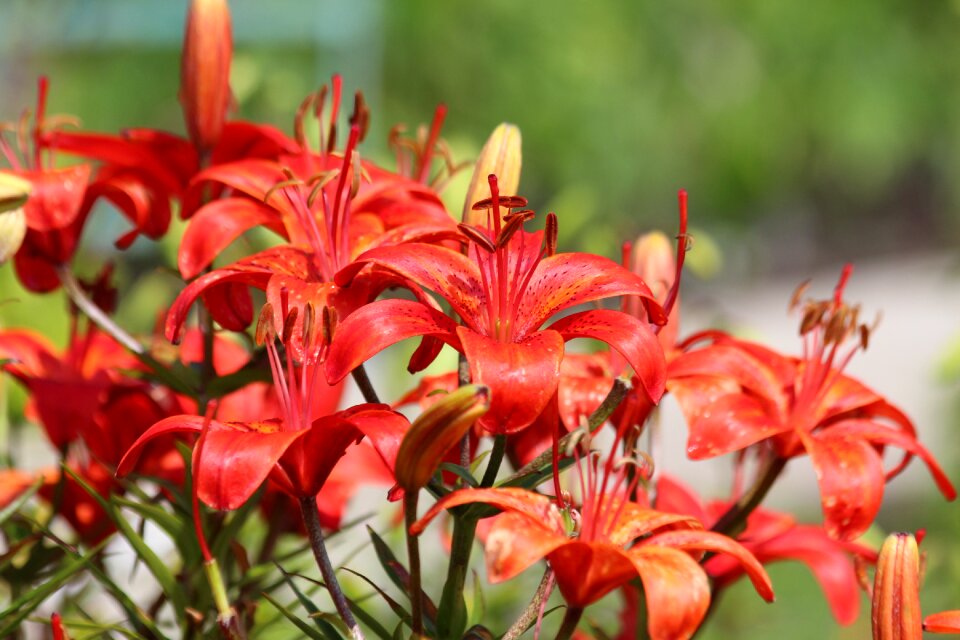 Beautiful bloom nature