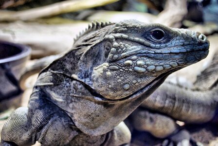 Zoo prague portrait