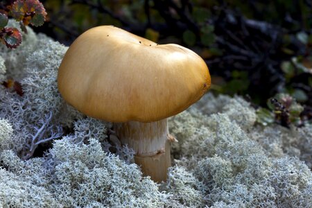 Mushrooms lichen Free photos photo