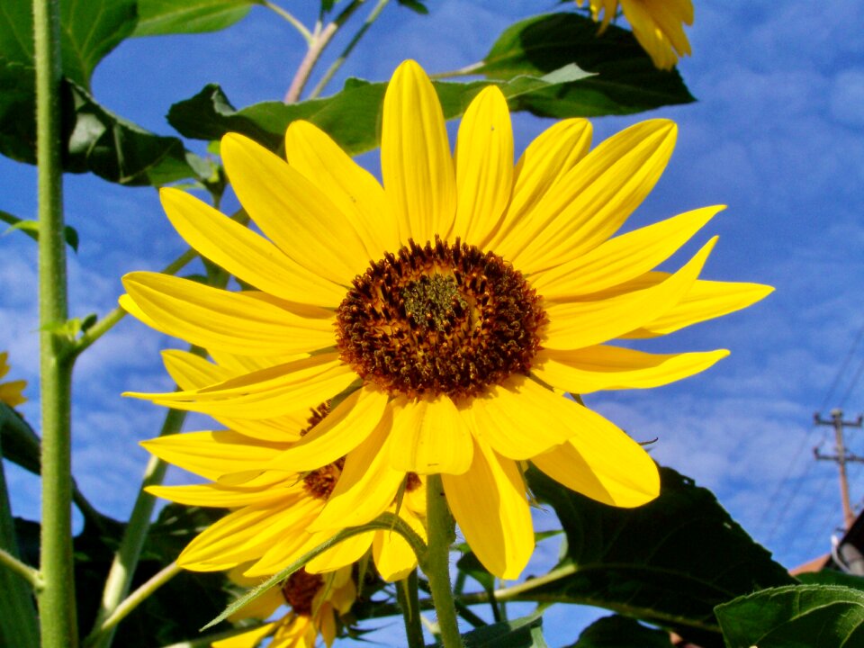 Sunflower garden yellow flower summer flower