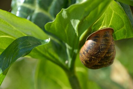 Leaf fauna and flora plant