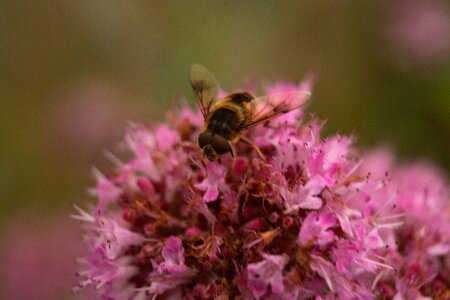 Bloom insect nectar photo