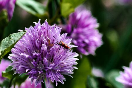 Macro violet aromatics