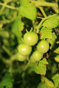 Vegetables branch immature