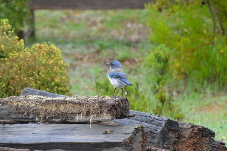 Scrub-jay bird blue