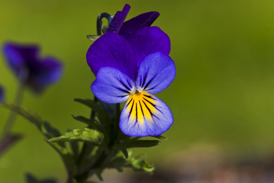 Flower pansy Free photos