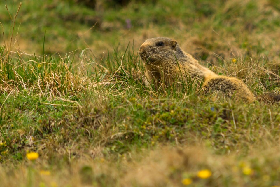 Nature rodent alpine marmot