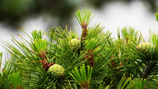 Pine