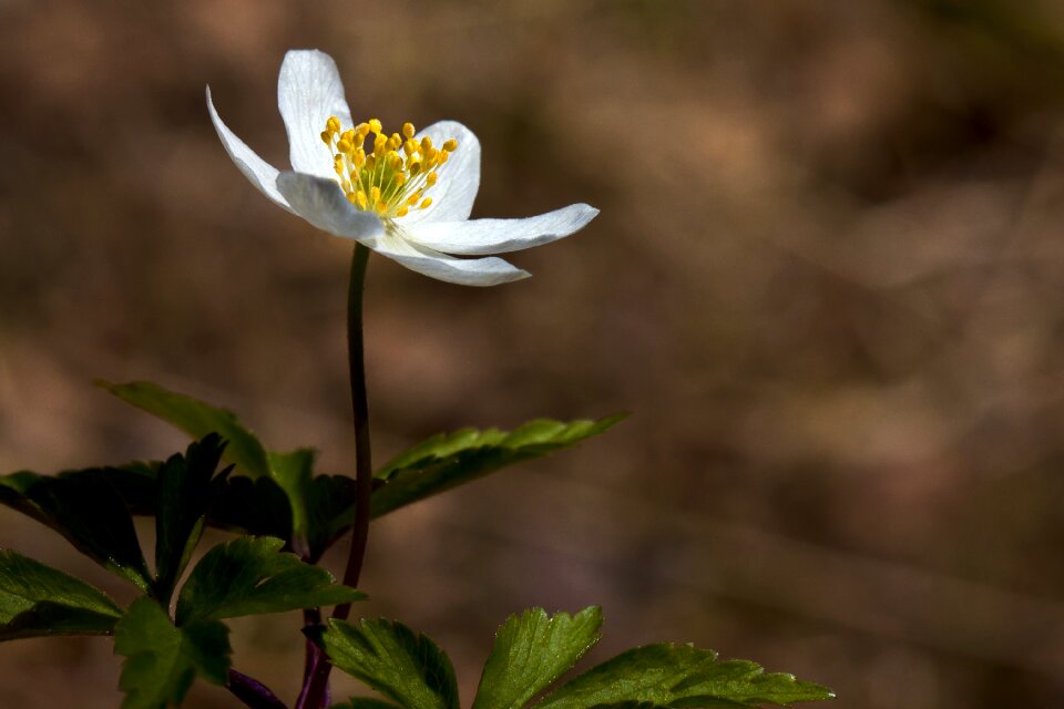 The nature of the flower anemones