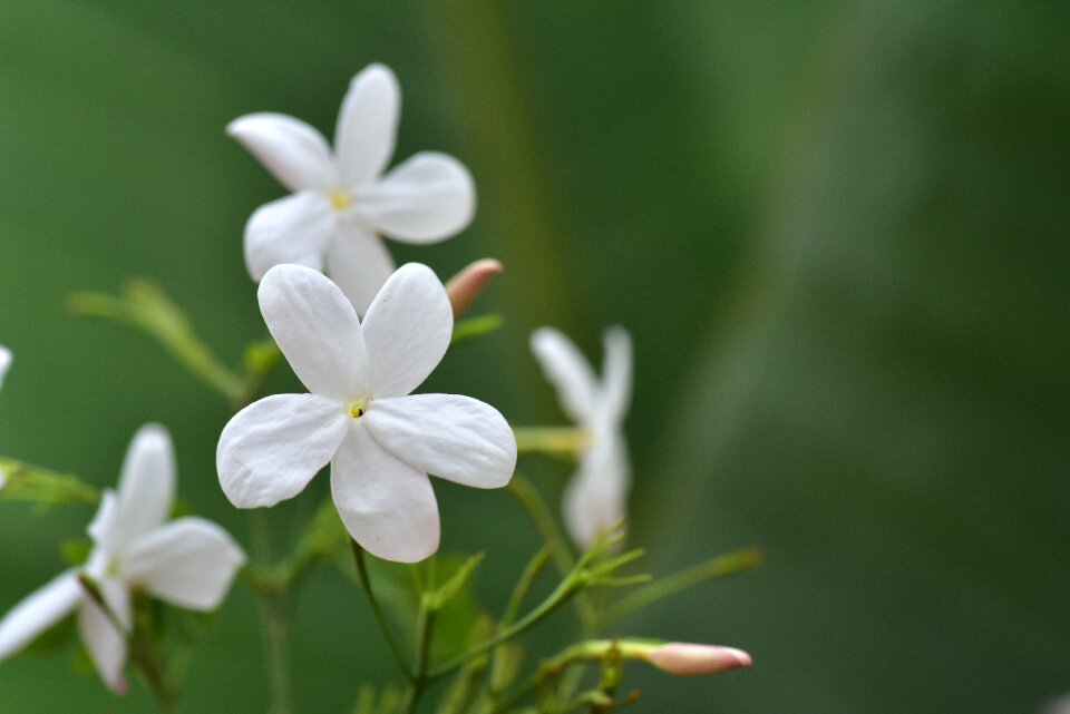 Flowers nature ornamental shrub photo