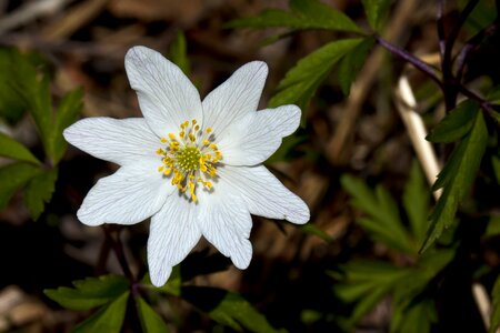 The nature of the flower anemones photo