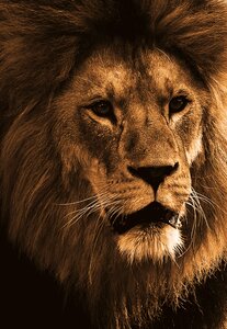 Animal world africa big cat