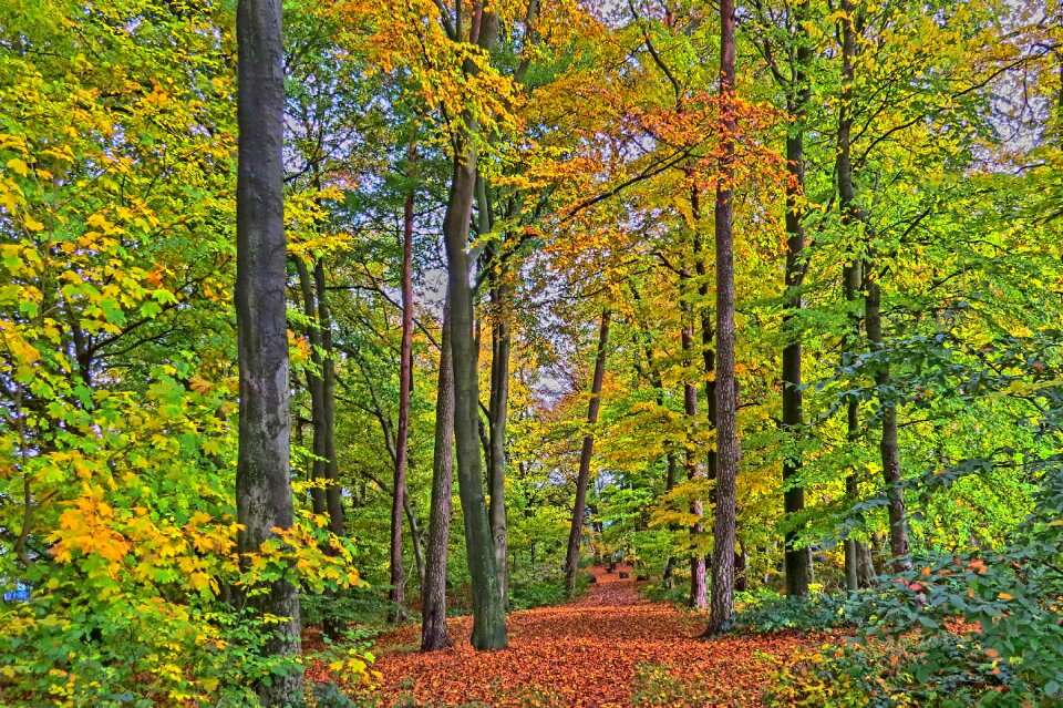 Bright colorful fall foliage