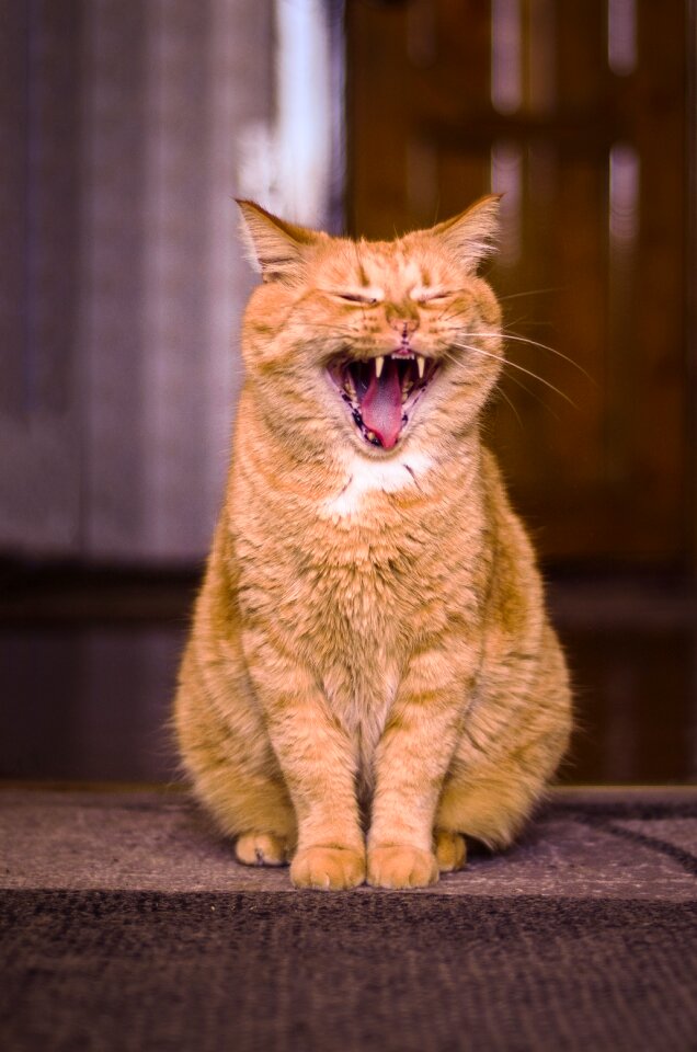 Red-headed cat animal posture